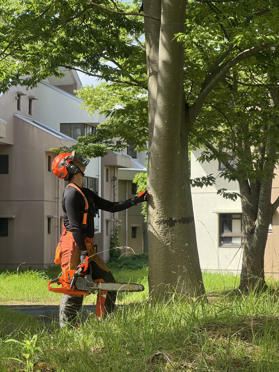 秋田市内・県営住宅敷地内における大木の特殊伐採（狭小地・住宅近接エリア）